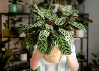 De onverwachte voordelen van hoogwaardige kunstbloemen